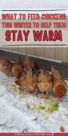 five chickens standing in the snow with text overlay that reads, what to feed chickens this winter to help them stay warm