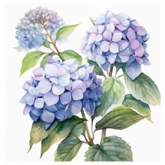 watercolor painting of purple and blue hydrangeas