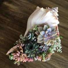 an arrangement of succulents and other plants on a wooden table with a white shell