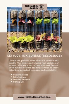 lettuce mix bundle with seedlings in the package and instructions on how to grow them