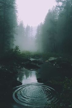 a small pond in the middle of a forest filled with lots of trees and water