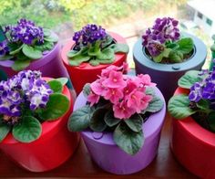 several potted plants with purple and pink flowers in them sitting on a window sill