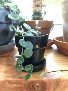 three potted plants sitting on top of a wooden table