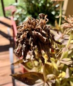 a close up of some plants on a wooden table