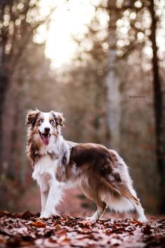 a brown and white dog standing on top of leaves in front of some trees with its mouth open