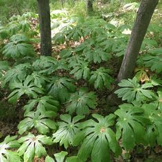 some very pretty green plants in the woods