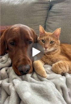 a dog and cat laying on top of a blanket