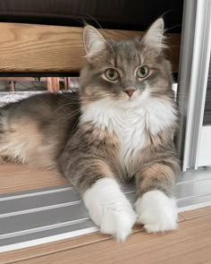 a cat laying on the floor next to a window sill with its paws hanging out