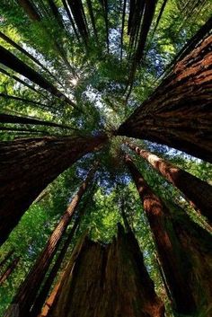 looking up at tall trees in the forest