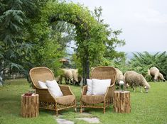 two wicker chairs sitting on top of a lush green field with sheep grazing in the background