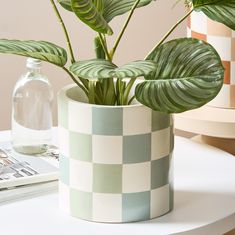 a potted plant sitting on top of a white table