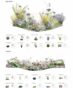 the different types of flowers and plants are shown in this graphic style, with each type of