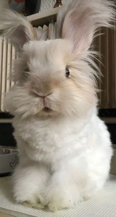 a small white rabbit sitting on top of a table