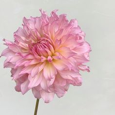 a large pink flower on a white background