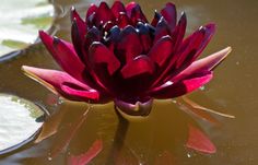 a large red flower floating on top of water