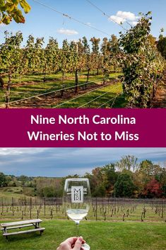 a person holding a glass of wine in front of a field with trees and vines