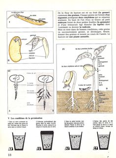 the diagram shows different parts of plants and their roots, including leaves, stems, and flowers