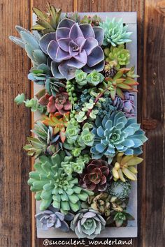 an assortment of succulents in a wooden box on a wall with the words succulent wonderland written below it