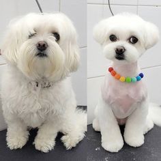 two small white dogs sitting next to each other