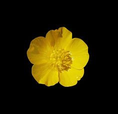 a yellow flower with water droplets on it's petals in the night sky,