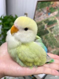 a small yellow and green bird sitting on top of someone's hand in front of a potted plant