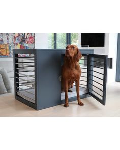 a brown dog sitting on top of a wooden floor next to a metal cage in front of a tv