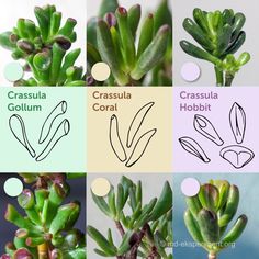 four different types of succulents are shown here