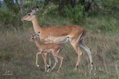 an adult and baby deer walking through tall grass