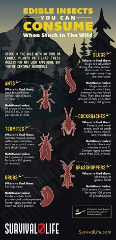 a poster with some bugs on it and the words edible insects in consumee them