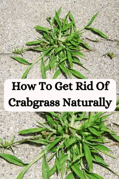 how to get rid of crabgrass naturally