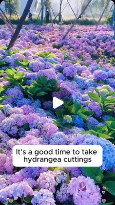 purple and blue flowers with text that reads it's a good time to take hydrangea cuttings