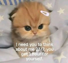 an orange kitten sitting on top of a bed