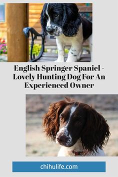 english springer spaniel loves hunting dog for an experienced owner