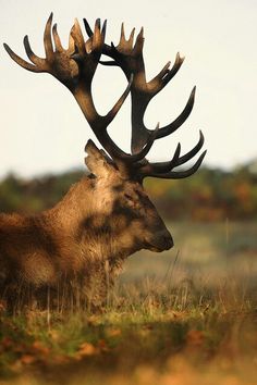 a deer with large antlers standing in the grass