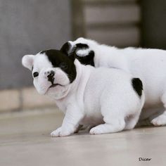 two small dogs playing with each other on the floor