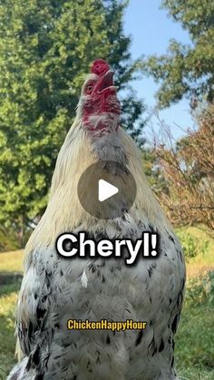 a close up of a chicken on a field with trees in the background and text that reads, cheryl