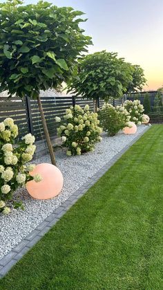 a row of trees in the middle of a grass covered yard with rocks and gravel