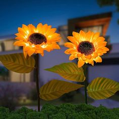 two yellow sunflowers with green leaves in front of a house at night time