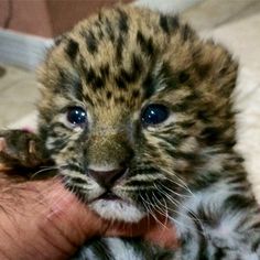 a small tiger cub is being held by someone's hand and it looks at the camera