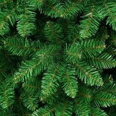 the top view of a green pine tree