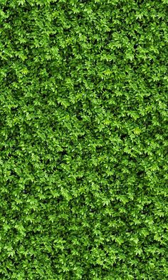 an overhead view of a green hedge