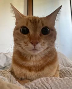 an orange cat sitting on top of a bed next to a mirror and looking at the camera