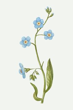 blue flowers with green leaves on a white background