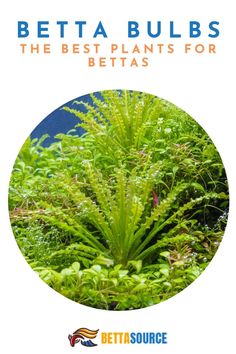 the best plants for beta's are featured in this brochure image