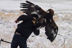 a man holding an eagle in the snow