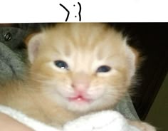 an orange kitten with blue eyes sitting on someone's lap and looking at the camera