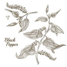 black pepper plant with leaves and buds on white background illustration for design or packaging, hand drawn