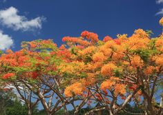 trees with orange and yellow flowers in the foreground, against a cloudy blue sky