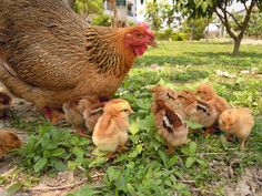 a mother chicken with her chicks in the grass