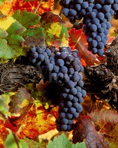 a bunch of grapes that are sitting on the vine in front of an autumn background